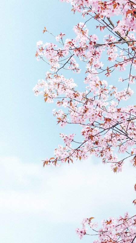 Nền Phiên Bản Dọc Màu Hồng Hình ảnh Nhiếp ảnh Hoa Anh đào Mùa Xuân Hình Nền  điện Thoại Và Hình ảnh Để Tải Về Miễn Phí - Pngtree