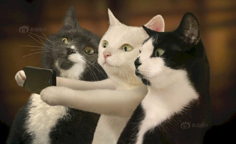 Hãy cùng ngắm nhìn ảnh 3 con mèo đẹp nhất được chụp bằng tình yêu và sự tận tâm của người chủ. Những chú mèo này vô cùng dễ thương và đáng yêu, với bộ lông mềm mại và mặt mũi đáng yêu. Bạn sẽ không thể rời mắt khỏi hình ảnh này khi đã bắt đầu xem.