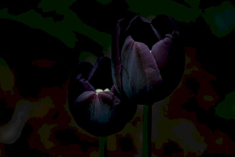 Hình nền hoa tulip đen nở khoe sắc 