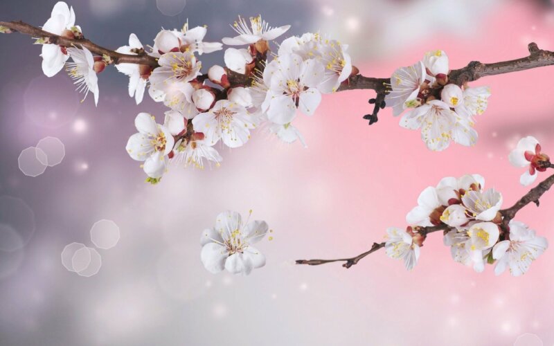 Chia sẻ 73+ về hình nền powerpoint mùa xuân mới nhất - Du học Akina
