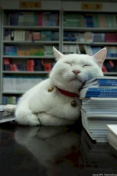 Hình ảnh mèo dựa vào chồng sách ngủ ngộ nghĩnh