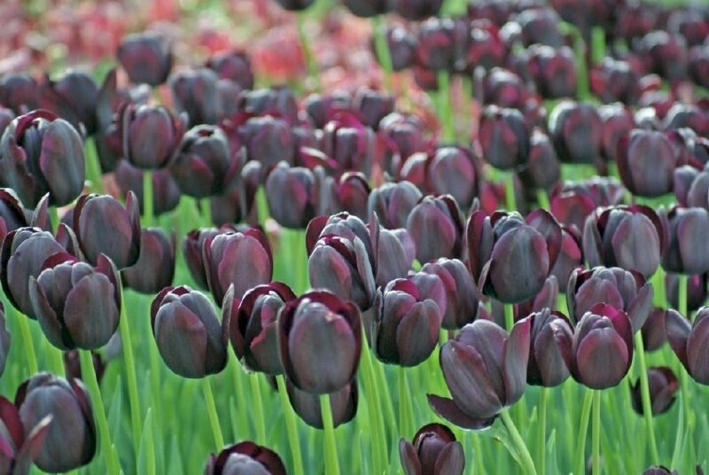 Hình nền hoa tulip đen nở khoe sắc 