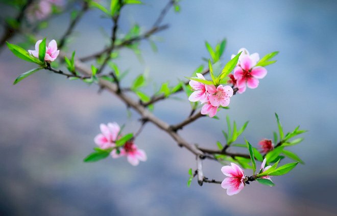 Top 999 hình nền hoa đào đẹp nhất cho năm mới may mắn  Trường THPT Nguyễn  Quán Nho