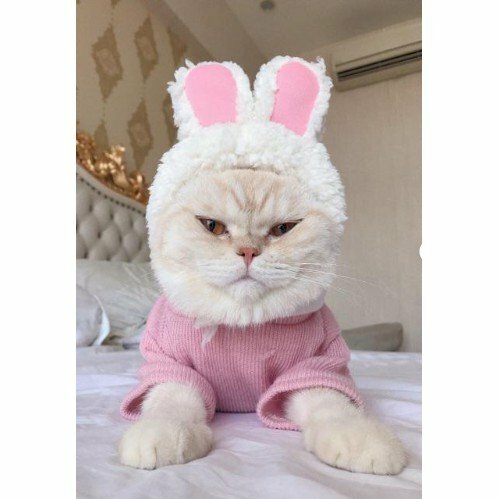 Hình ảnh mèo đội mũ tai thỏ màu hồng