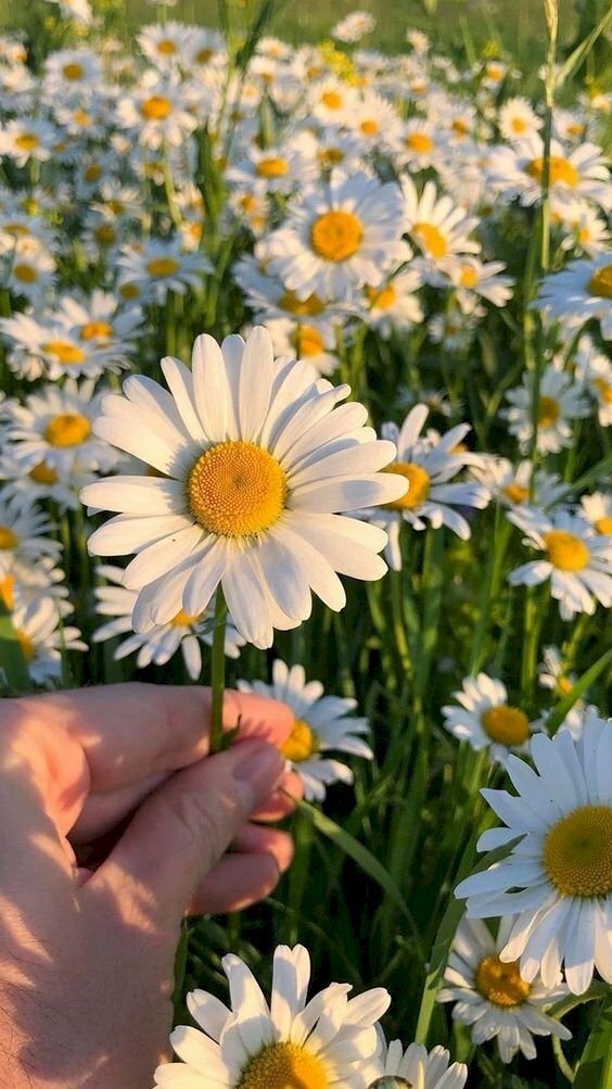 TOP 100 Hình nền hoa cúc đẹp độc chất nhất hiện 2023