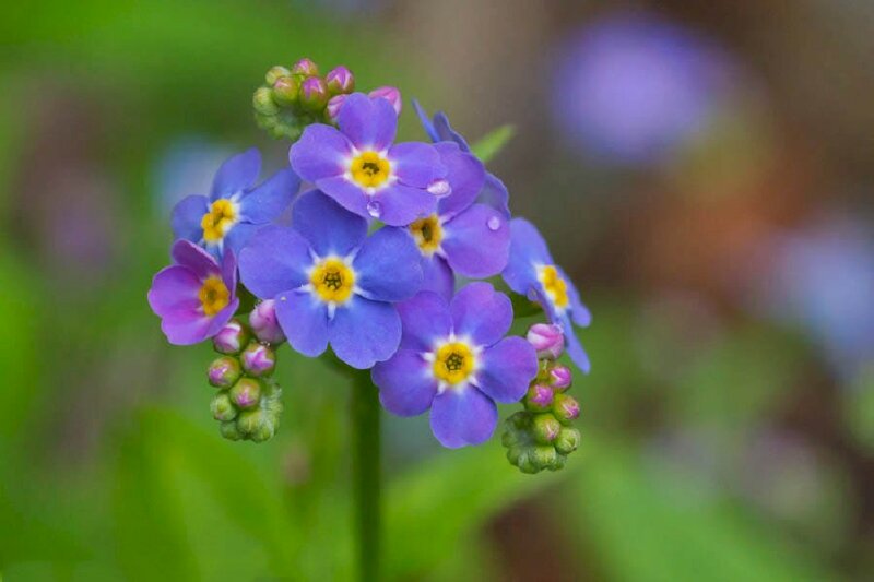 Hình nền hoa lưu ly tím - hoa Forget me not