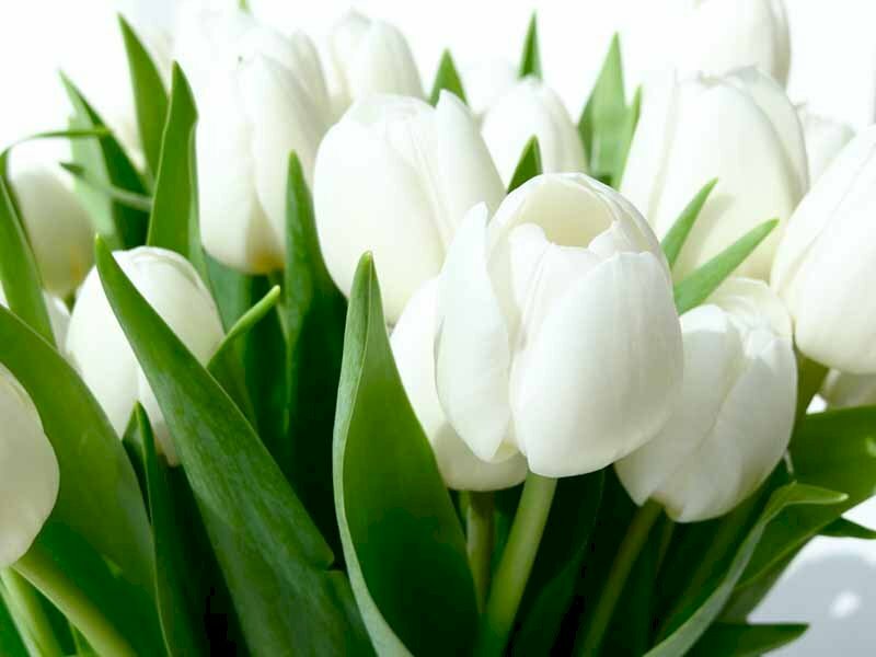 Nền Hoa Tulip đẹp đơn Giản Hình Nền Cho Tải Về Miễn Phí - Pngtree