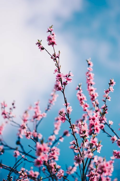 Ngắm ảnh Hoa Đào xem mùa xuân đến | Hoa đạo, Hoa, Hình ảnh