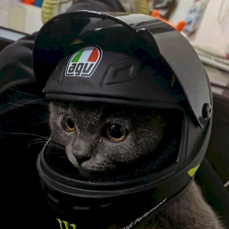 Hình ảnh mèo đội mũ bảo hiểm full face