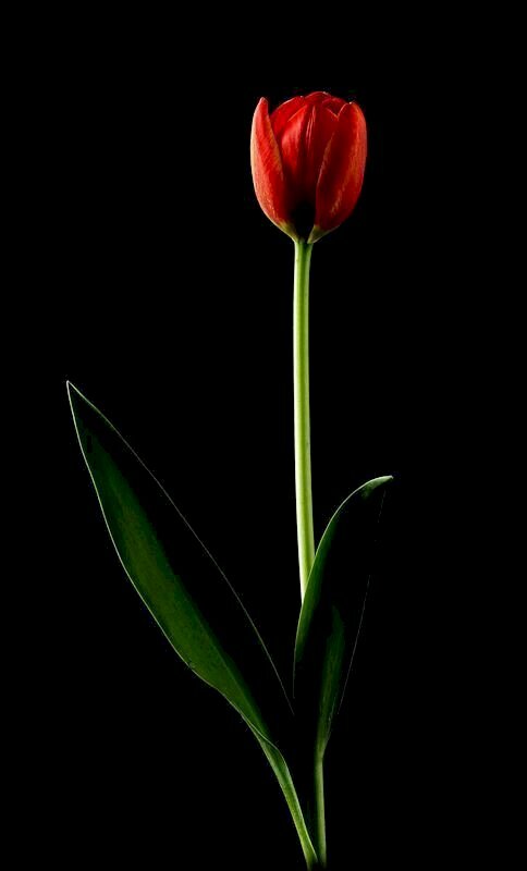 Mách bạn hơn 103 hình nền hoa tulip siêu hot  POPPY