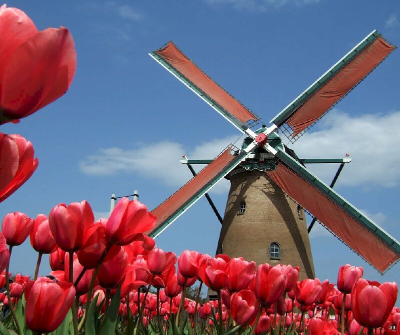 Hình nền hoa tulip đỏ bên cạnh cối xay gió