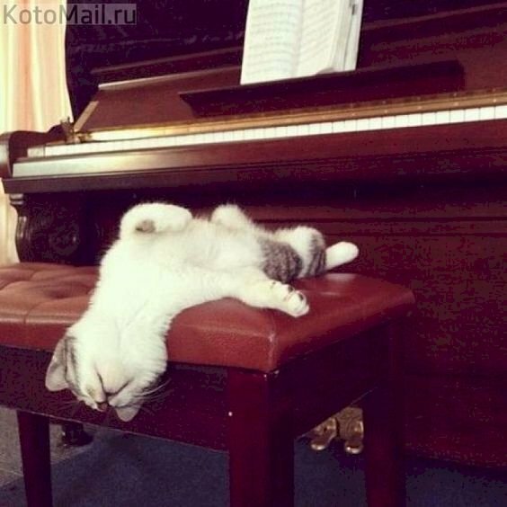 Hình ảnh mèo ngủ trên ghế ngộ nghĩnh