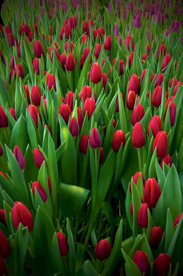 Top 101 hình nền hoa tulip đẹp nhất dùng cho máy tính, điện thoại