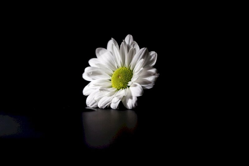 Một Bông Hoa Cúc Vàng Trên Nền đen Và Hình ảnh Để Tải Về Miễn Phí Pngtree