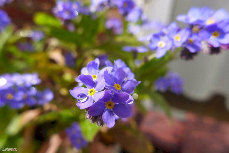 Ảnh hoa lưu ly tím đẹp làm nền máy tính 