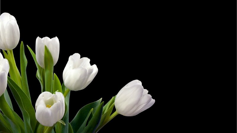 Top với hơn 70 về hình nền hoa tulip full hd mới nhất  trieuson5