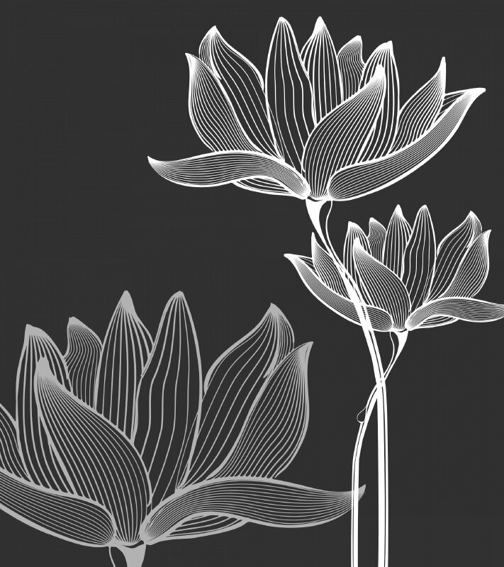 Top 101 hình hình họa hoa sen White nền đen thui rất đẹp nhất