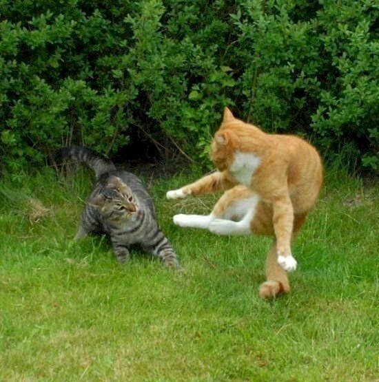 Hình hình ảnh song mèo tiến công nhau ngoài kho bãi cỏ