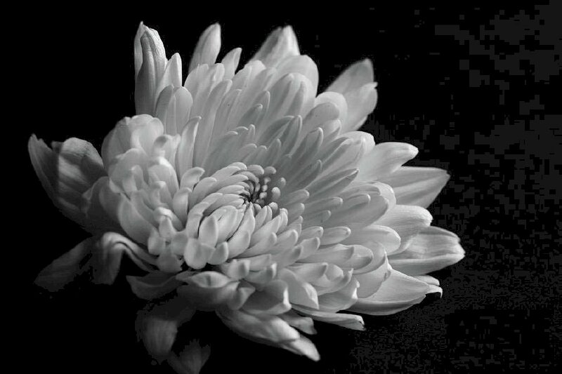 Top 132+ ảnh hoa cúc trắng nền đen