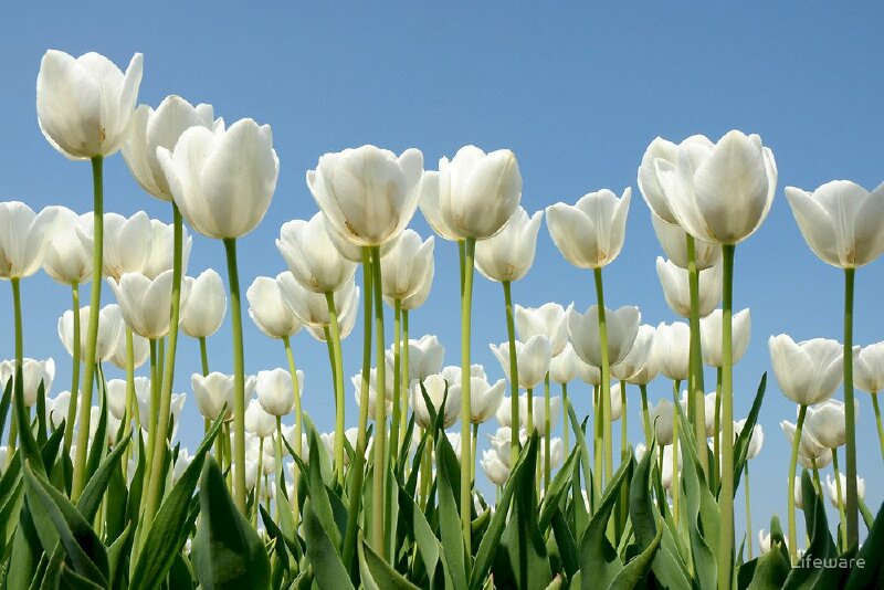 98+ Hình nền hoa tulip full HD đẹp nhất cho điện thoại