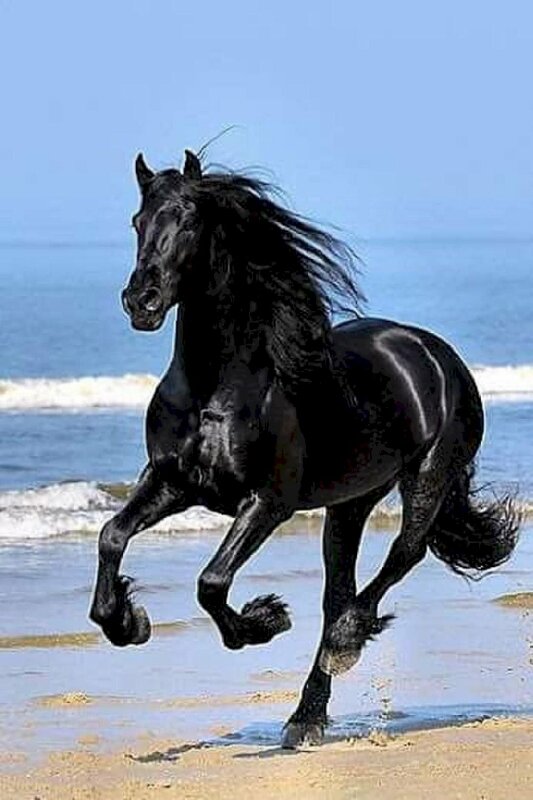 Tìm hiểu với hơn 106 tại hình ảnh con ngựa đẹp hay nhất  thtantai2eduvn