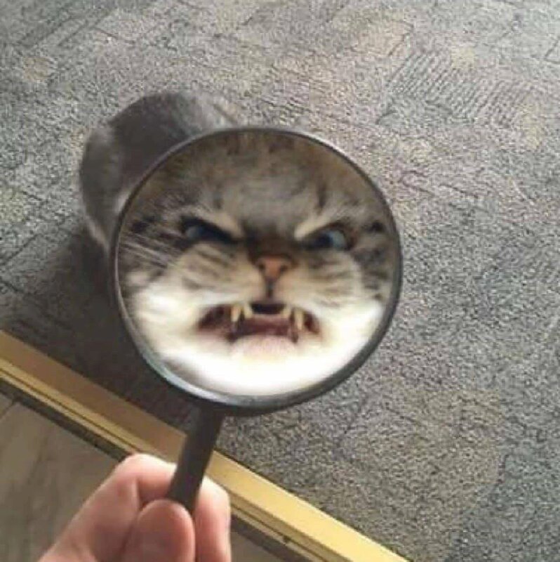 Hình hình họa meme mèo tức giận sau kính lúp