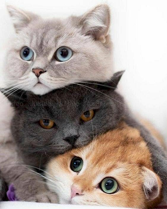 Ba chú mèo này đúng là thật đáng yêu! Với bộ lông thuần khiết và ánh mắt trong trẻo, chúng giống như ba thiên thần nhỏ đi lạc vào thế giới mèo. Bức ảnh này đem lại cảm giác dễ chịu và thư giãn cho ai đó, hãy nhanh tay xem ngay để bắt đầu một ngày mới đầy năng lượng nhé!