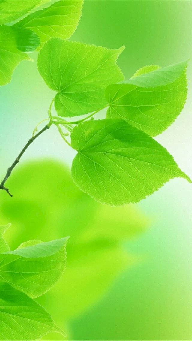 Tuyển chọn 100 hình nền màu xanh lá cây cute và đáng yêu nhất