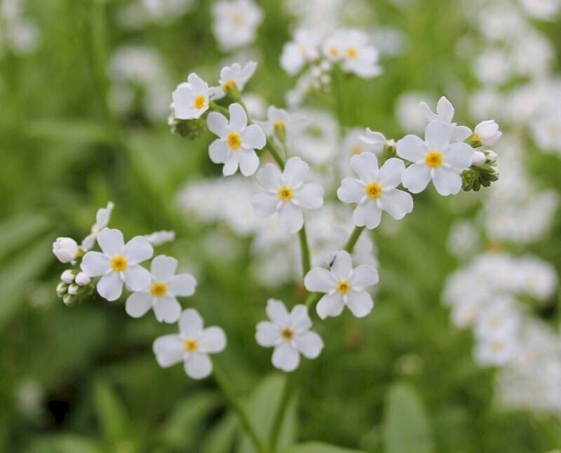 Hình nền hoa lưu ly trắng nở trong vườn 