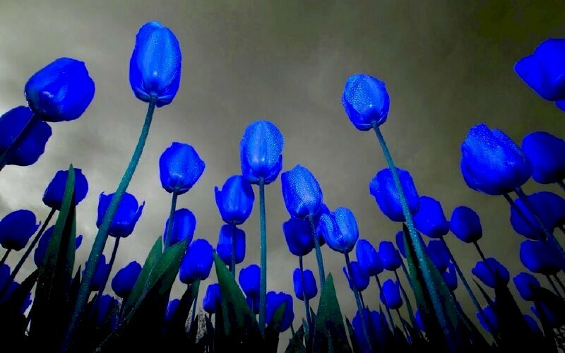 Hình nền hoa tulip là sự lựa chọn tuyệt vời để trang trí màn hình điện thoại hoặc máy tính của bạn. Nếu bạn đang tìm kiếm những hình ảnh nền đẹp và độc đáo, hãy xem bức ảnh liên quan đến keyword \