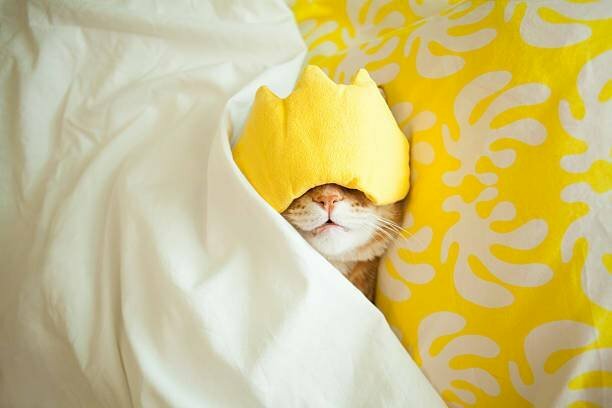 Hình ảnh mèo đắp chăn đắp mặt nạ ngủ ngon