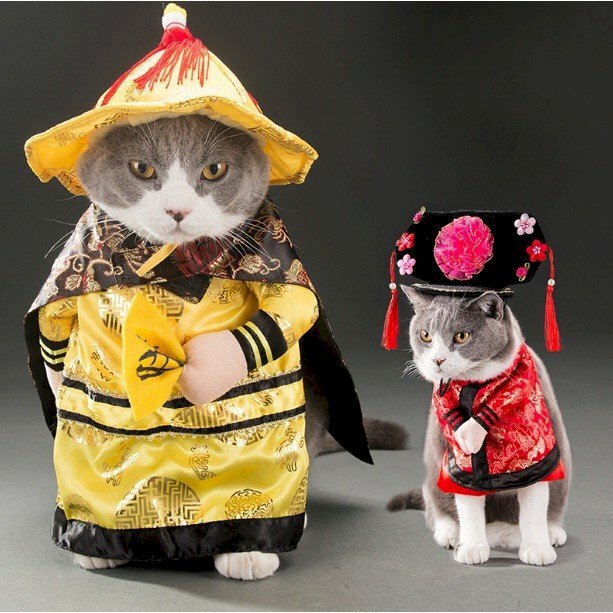 Hình ảnh mèo hoàng thượng và hoàng hậu cute