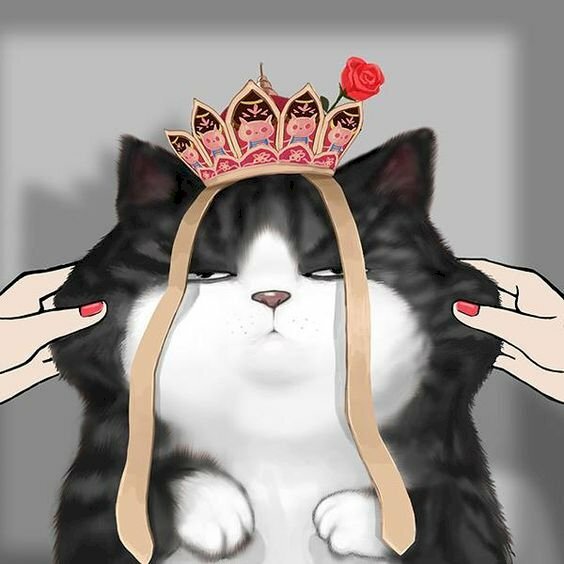 Hình ảnh mèo hoàng thượng anime bị nhéo mặt