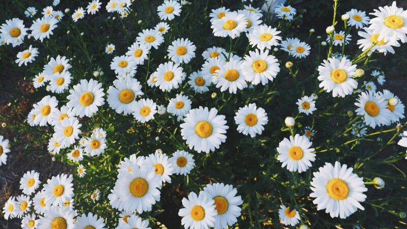 Đặc điểm cách trồng và ý nghĩa đặc biệt của hoa cúc họa mi