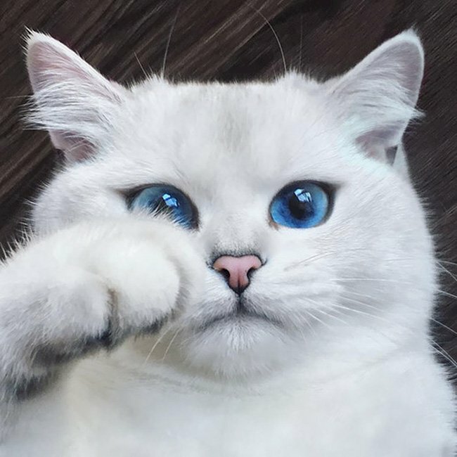 Chào mừng bạn đến với bức ảnh về một chú mèo trắng vô cùng dễ thương! Với đôi mắt to tròn và đôi tai ngắn xinh xắn, chú mèo đang nằm thư giãn trong ánh nắng, tạo nên một bức ảnh cực kỳ đáng yêu. Hãy bấm vào để xem ảnh và cảm nhận sự dễ thương của chú mèo này!
