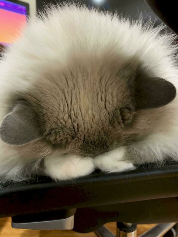 Hình ảnh mèo ngủ úp mặt ngộ nghĩnh