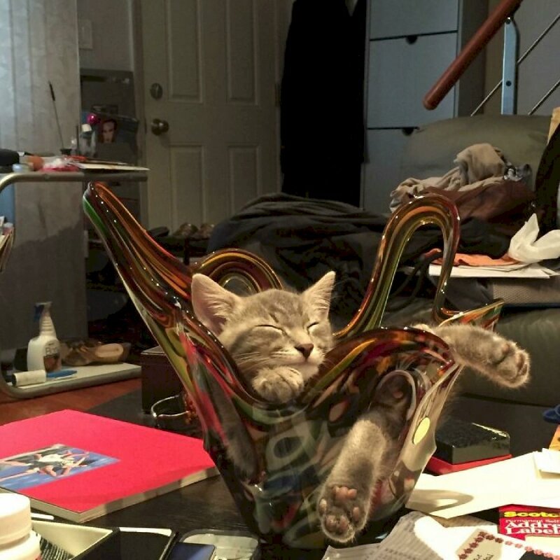 Hình ảnh mèo ngủ ngon trong bình thủy tinh