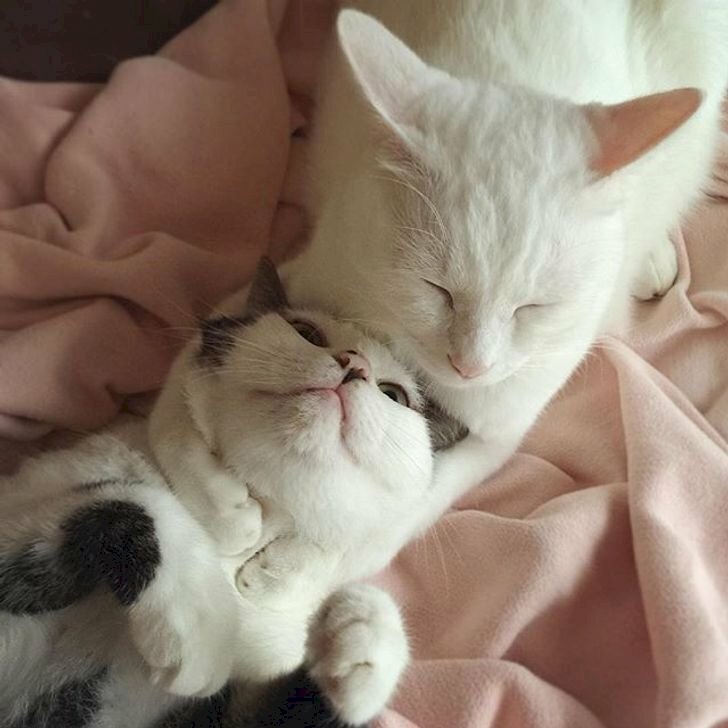 Hình ảnh 2 con mèo ôm cổ cute