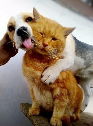 Hình hình ảnh chó ôm mèo cute
