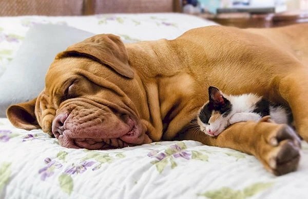 Hình hình ảnh chó to lớn ôm mèo con cái cute