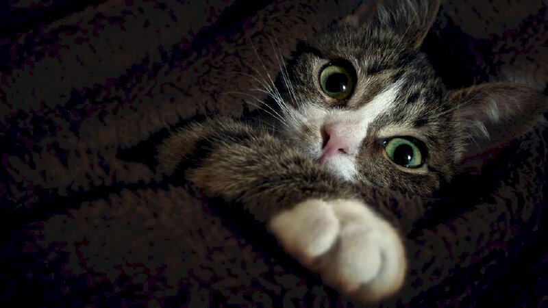 Top nhiều hơn 95 ảnh mèo buồn đẹp hay nhất - Tin Học Vui
