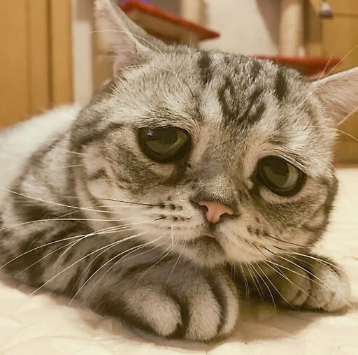 123 Ảnh Mèo Khóc Buồn Cute Meme Mèo Hài Hước Cười Xỉu