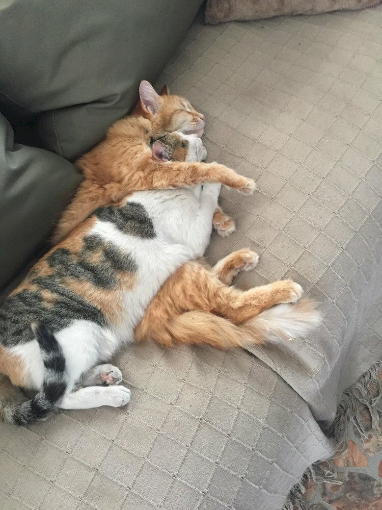 2 con mèo ôm nhau: Đừng bỏ qua hình ảnh đáng yêu này, hai con mèo ôm nhau khiến ai cũng phải xao xuyến. Cùng đắm chìm vào thế giới dễ thương của những chú mèo đáng yêu nhất.