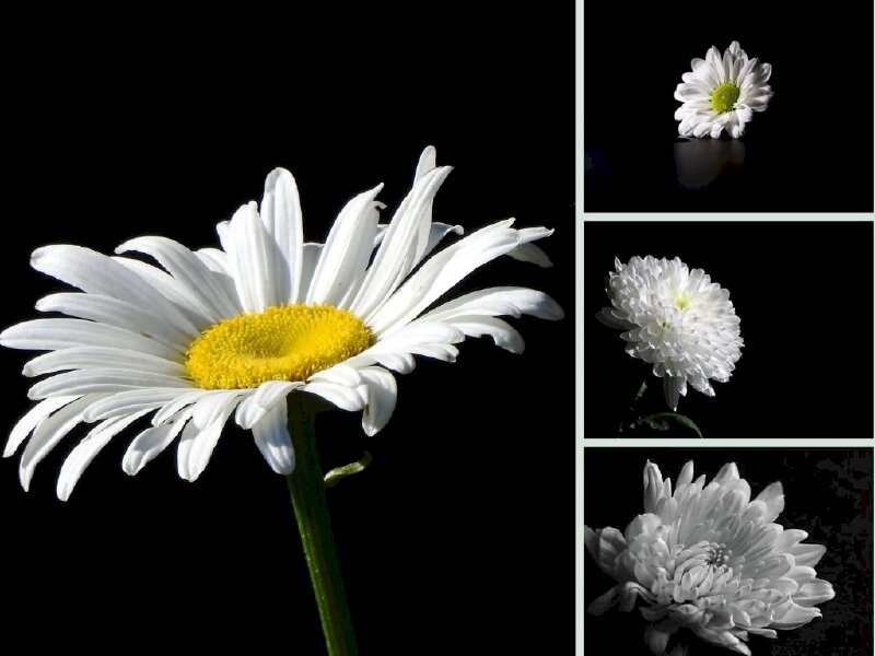 Hình ảnh hoa Cúc trắng mang vẻ đẹp nhẹ nhàng trong sáng thanh cao