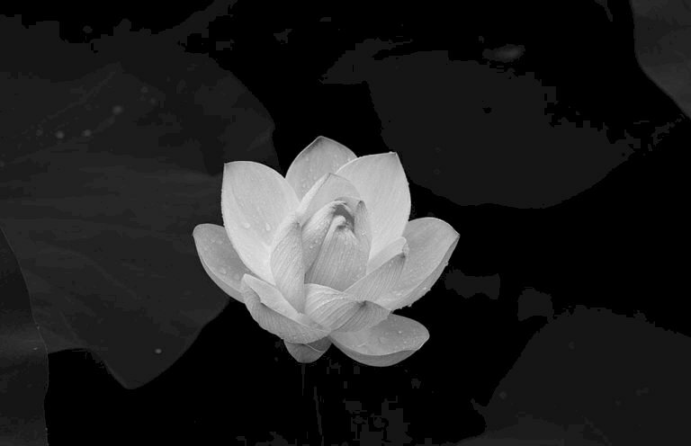 Hình ảnh hoa sen đám tang buồn