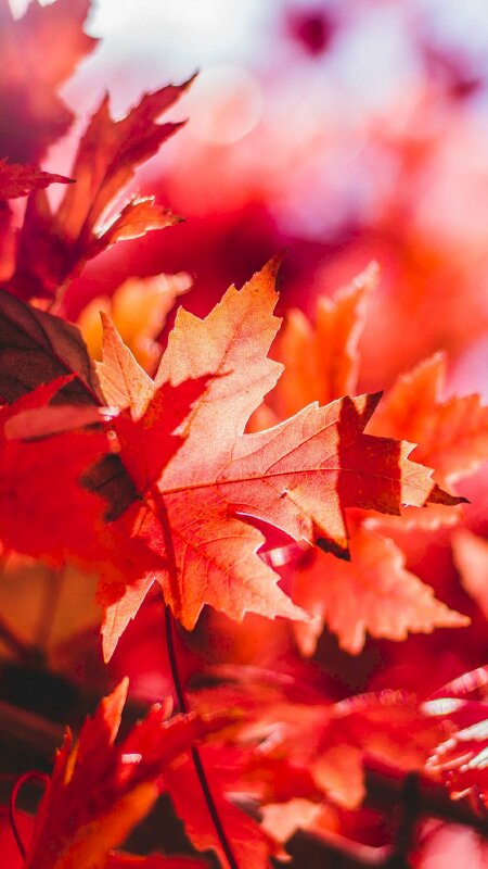 Hình nền lá đỏ đầy mê hoặc và hấp dẫn sẽ mang đến cho bạn một trải nghiệm tràn đầy cảm xúc. Với những chiếc lá đỏ rực rỡ, bạn sẽ có thể cảm nhận được sự độc đáo và quyến rũ của thiên nhiên. Sắp tới mùa thu, hãy cùng thưởng thức một ngày đẹp trời với hình nền lá đỏ tuyệt đẹp nhé!