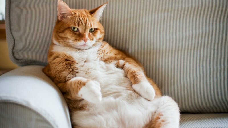 Bạn là tín đồ của những chú mèo béo cute và đẹp? Xem ngay top ảnh mèo béo cute để được chiêm ngưỡng những hình ảnh dễ thương nhất của các chú mèo nhà bạn!