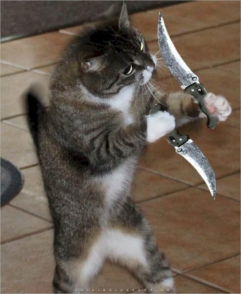Hình ảnh con mèo cầm dao hai tay bựa