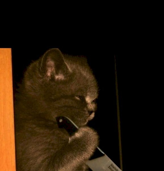 Hình ảnh con mèo cầm dao vô bóng tối hài hước