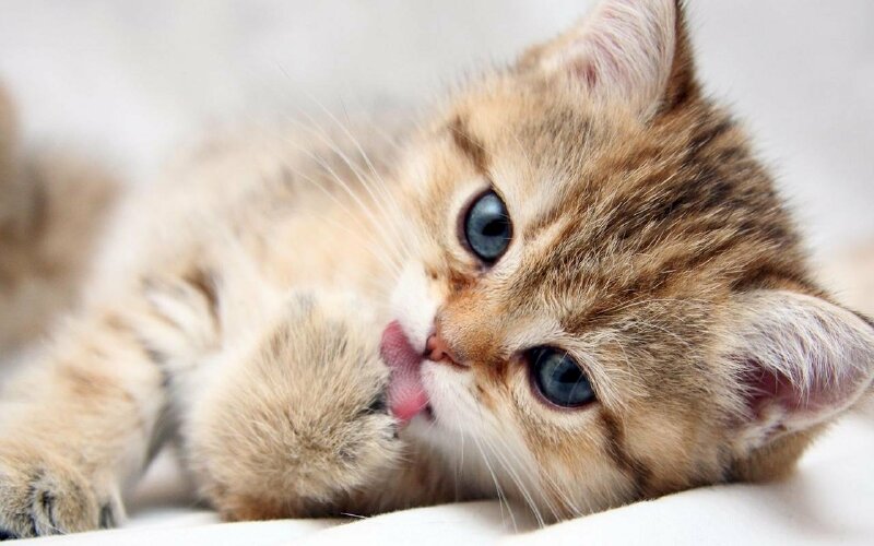 Top 50 hình nền mèo con dễ thương và đáng yêu nhất  かわいい猫の壁紙 かわいい子猫 美しい猫